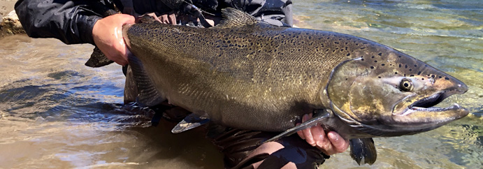 Fishing salmon Patagonia