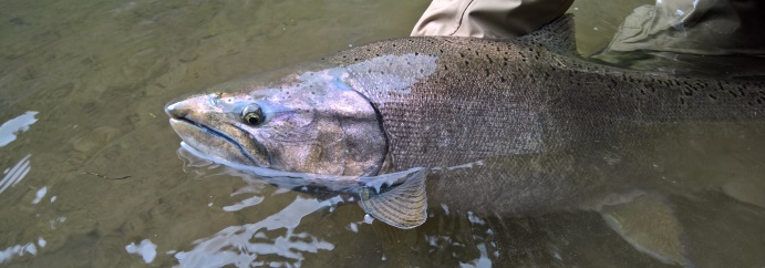 Fishing salmon Patagonia